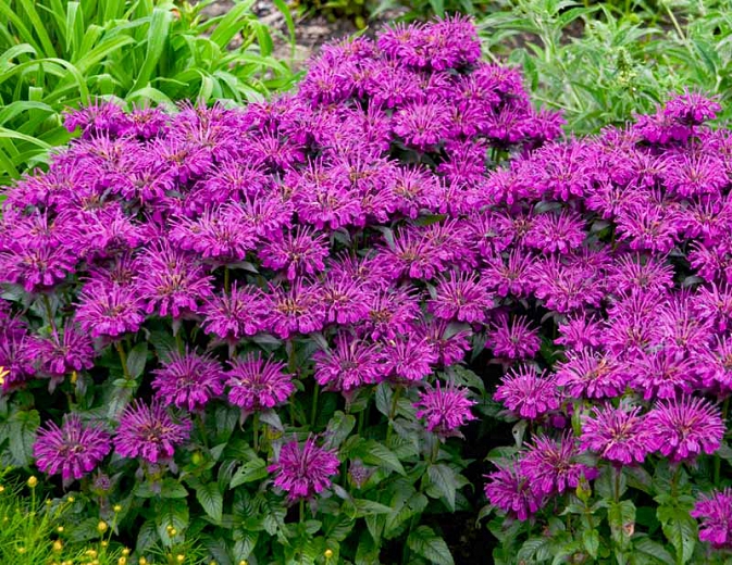 Monarda Sugar Buzz 'Grape Gumball'