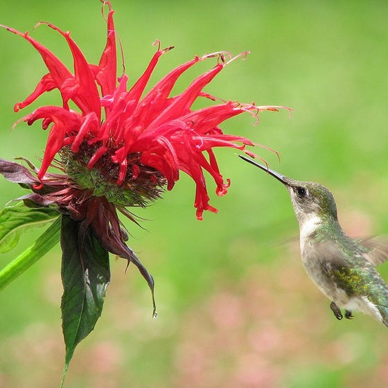 Monarda 'Jacob Cline'