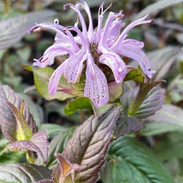 Monarda 'Midnight Oil'