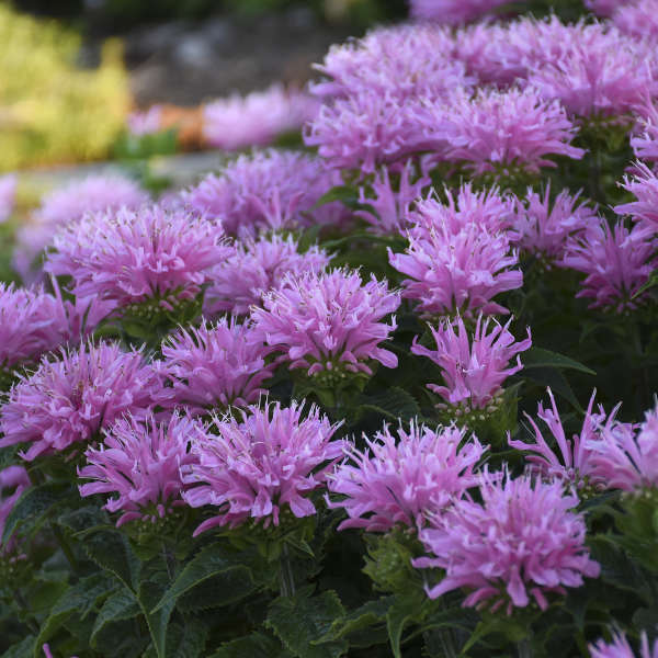 Monarda Pink Frosting