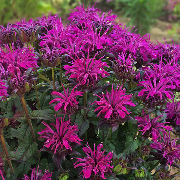 Monarda Sugar Buzz 'Rockin Raspberry'