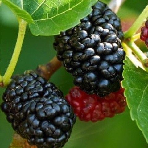 Morus nigra Dwarf Everbearing