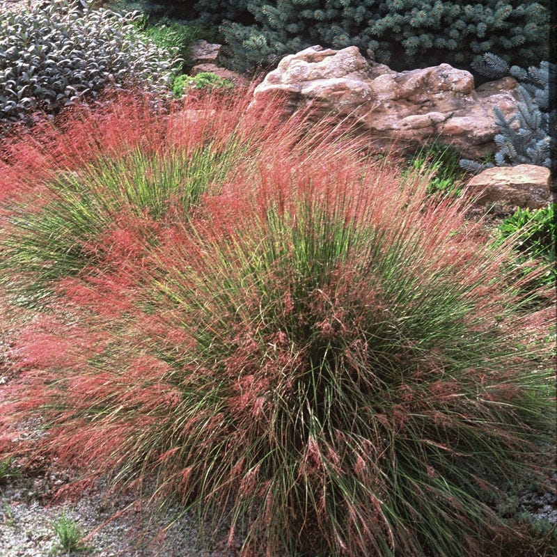 Grass - Muhlenbergia r. 'Undaunted'