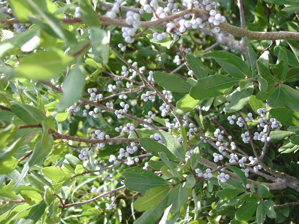 Myrica pensylvanica