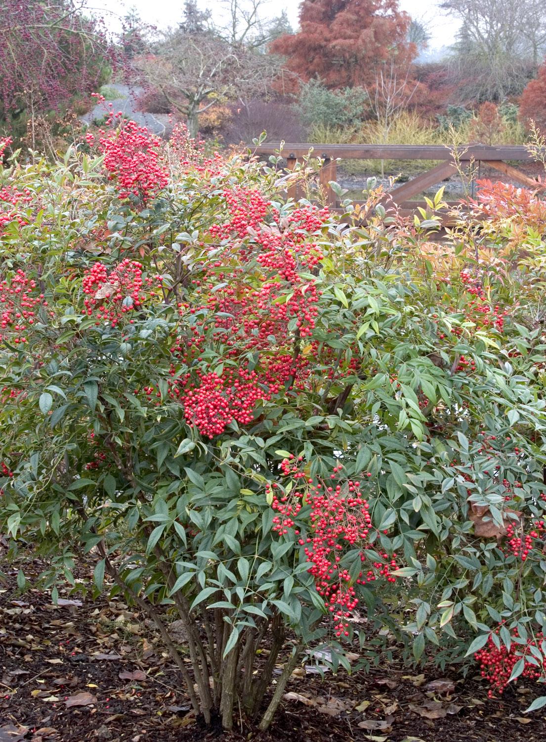 Nandina domestica 'Compacta'