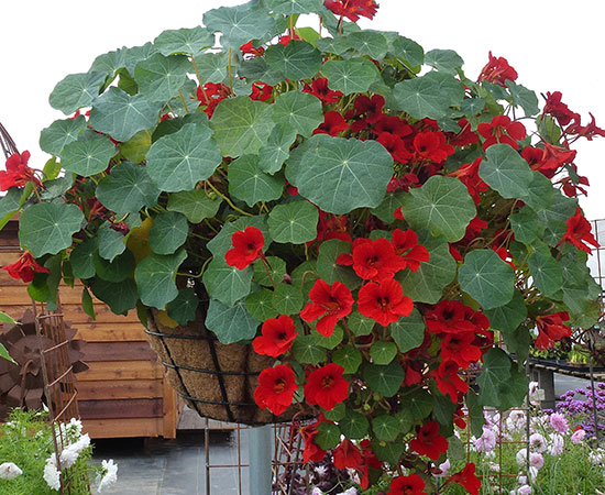 Tropaeolum majus