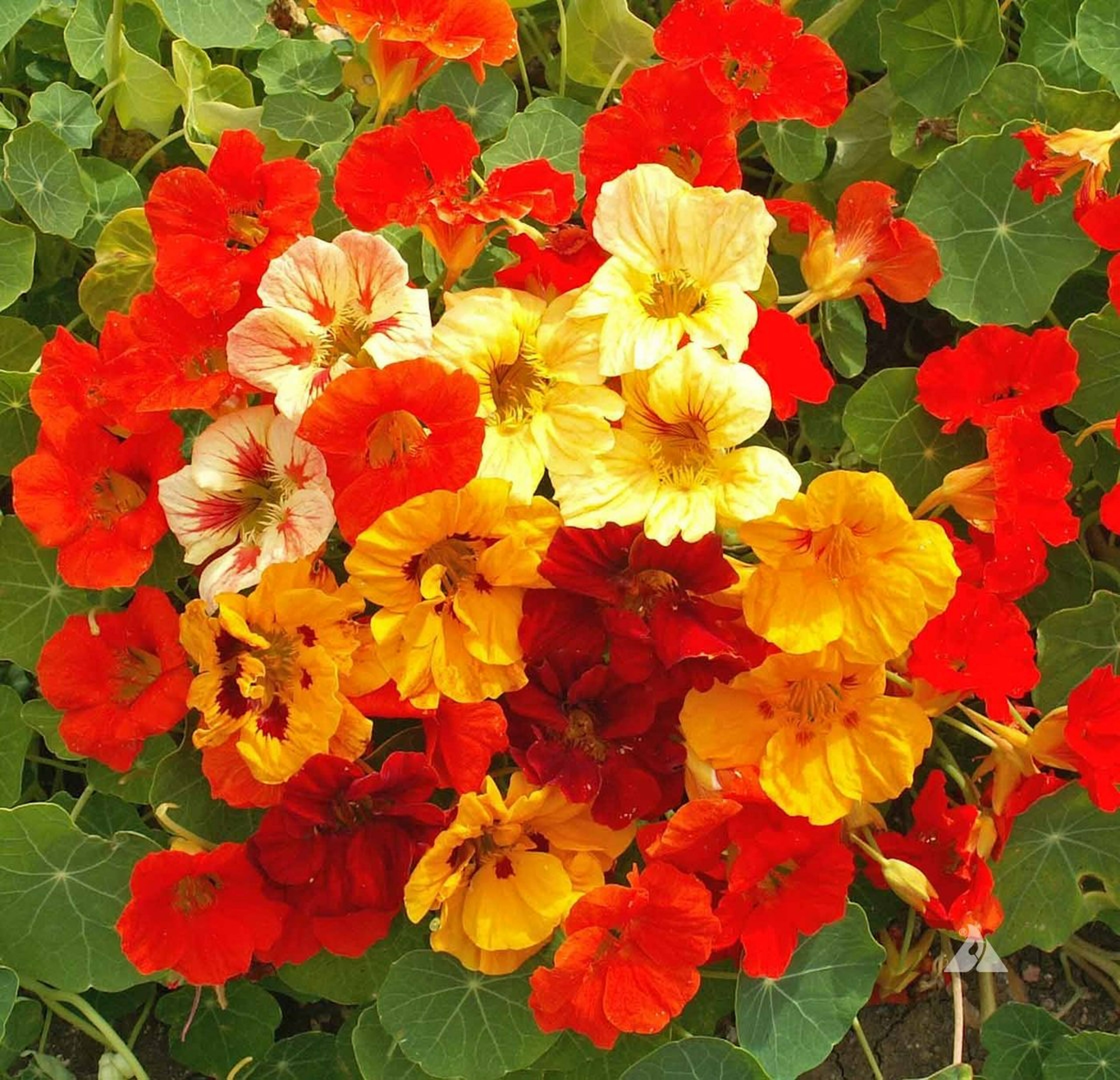 Tropaeolum majus