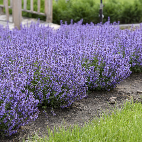 Nepeta 'Cat's Pajamas'