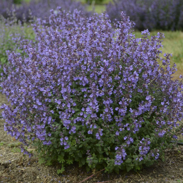 Nepeta 'Kitten Around'