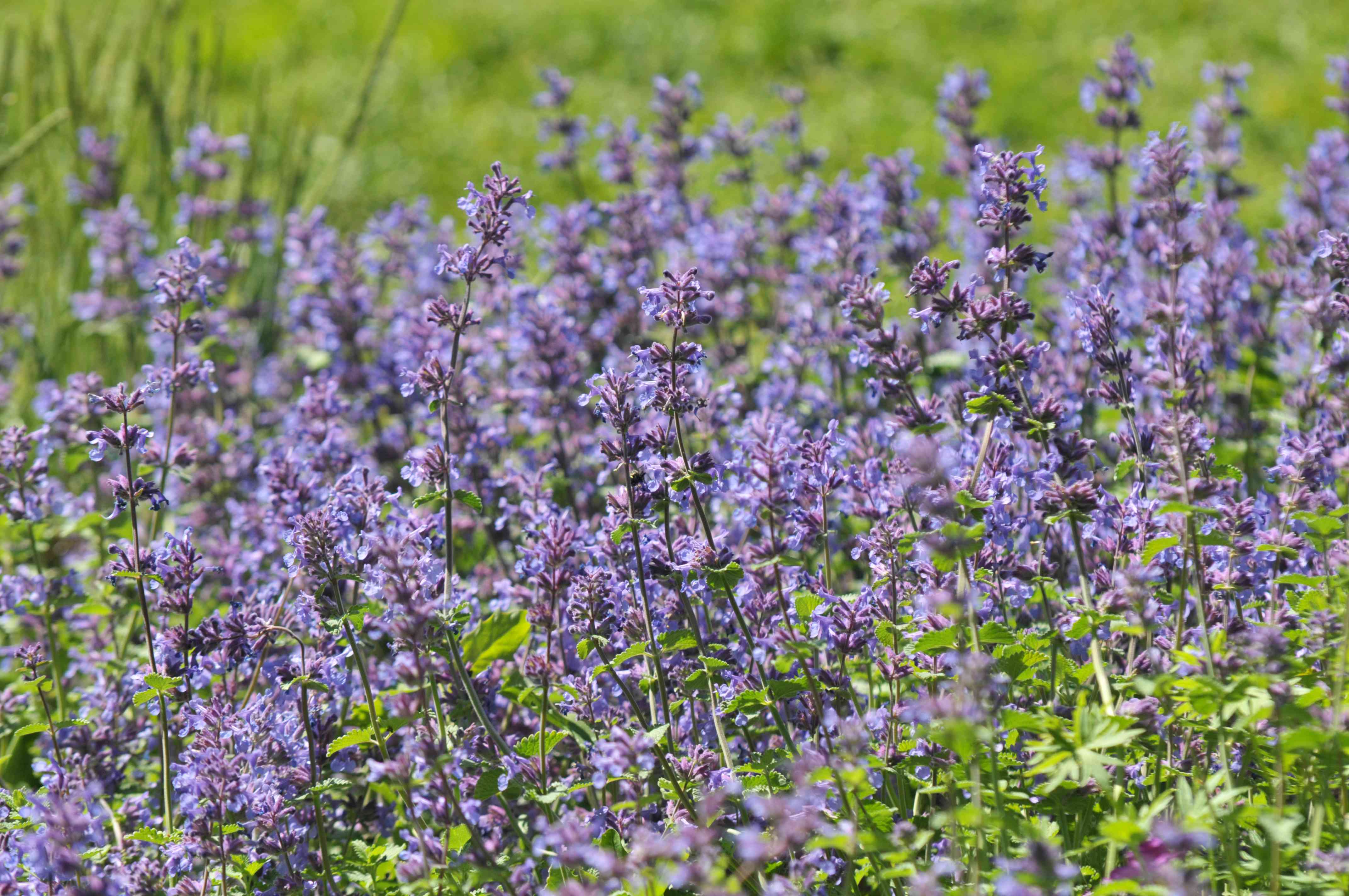 Nepeta racemosa 'Little Titch'