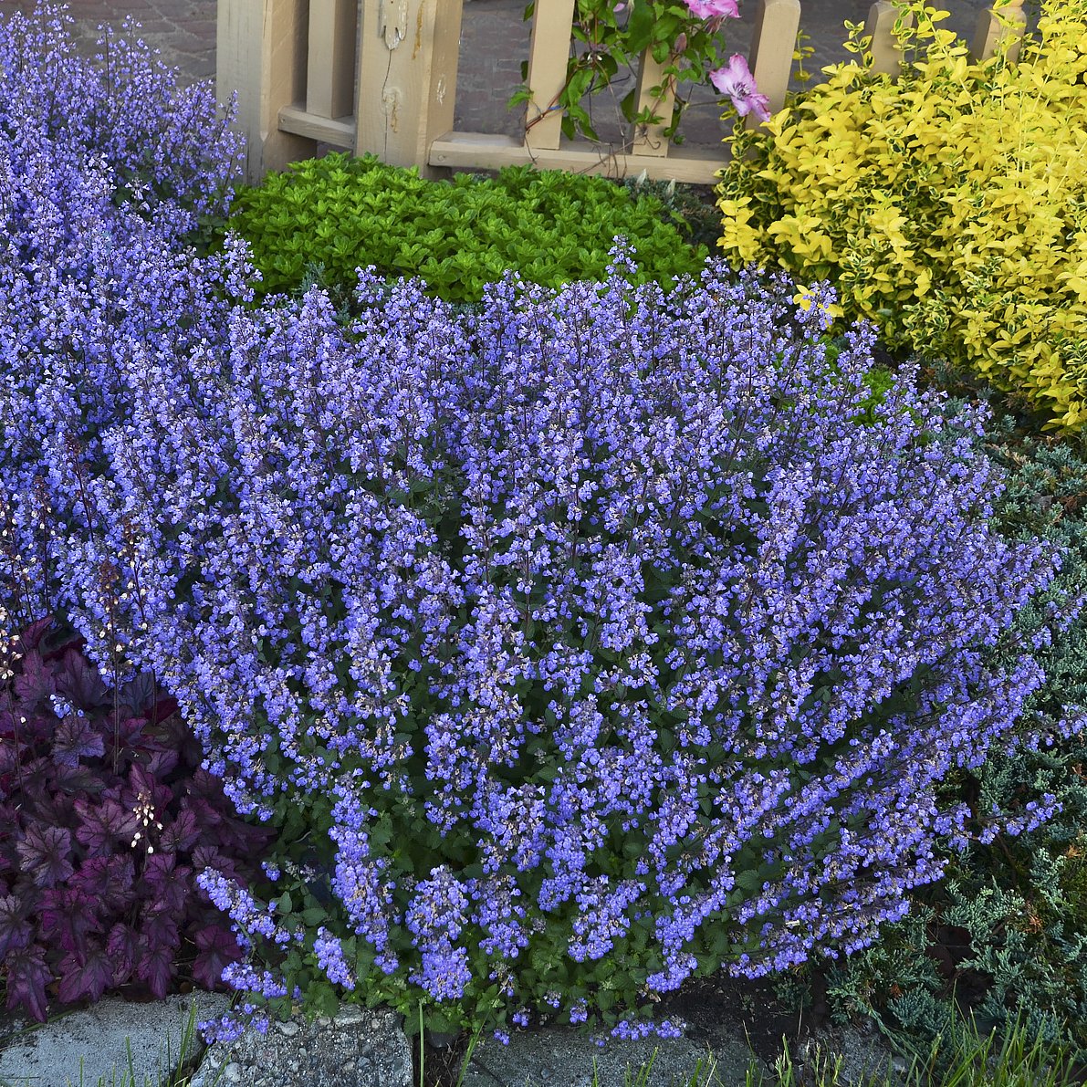 Nepeta 'Purrsian Blue'