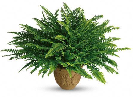 Fern - Nephrolepis exaltata 'Boston'