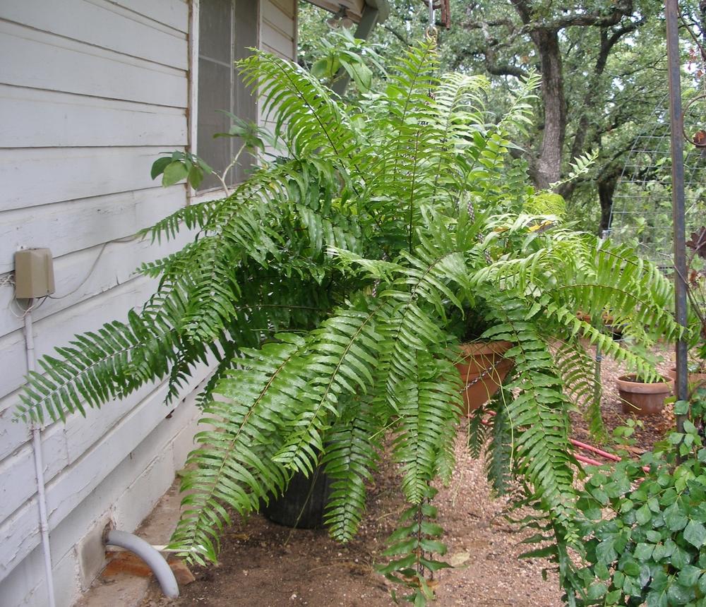 Fern - Nephrolepis exalt. 'Macho'