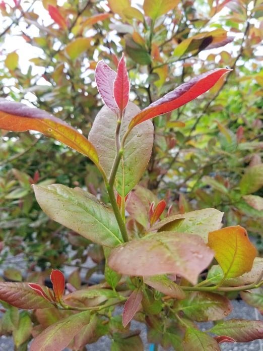 Nyssa sylvatica 'Wildfire'