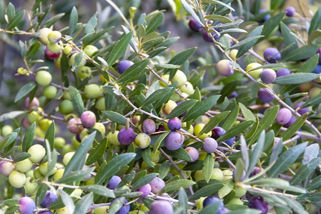 Olea europaea Arbequina