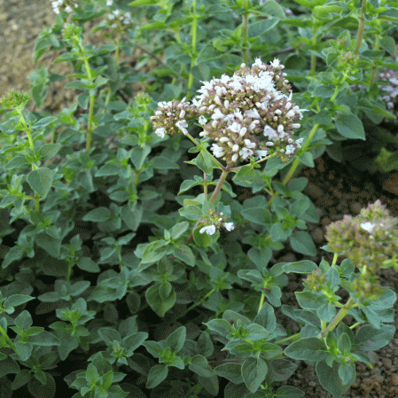 Oregano - Origanum vulgare 'Italian'