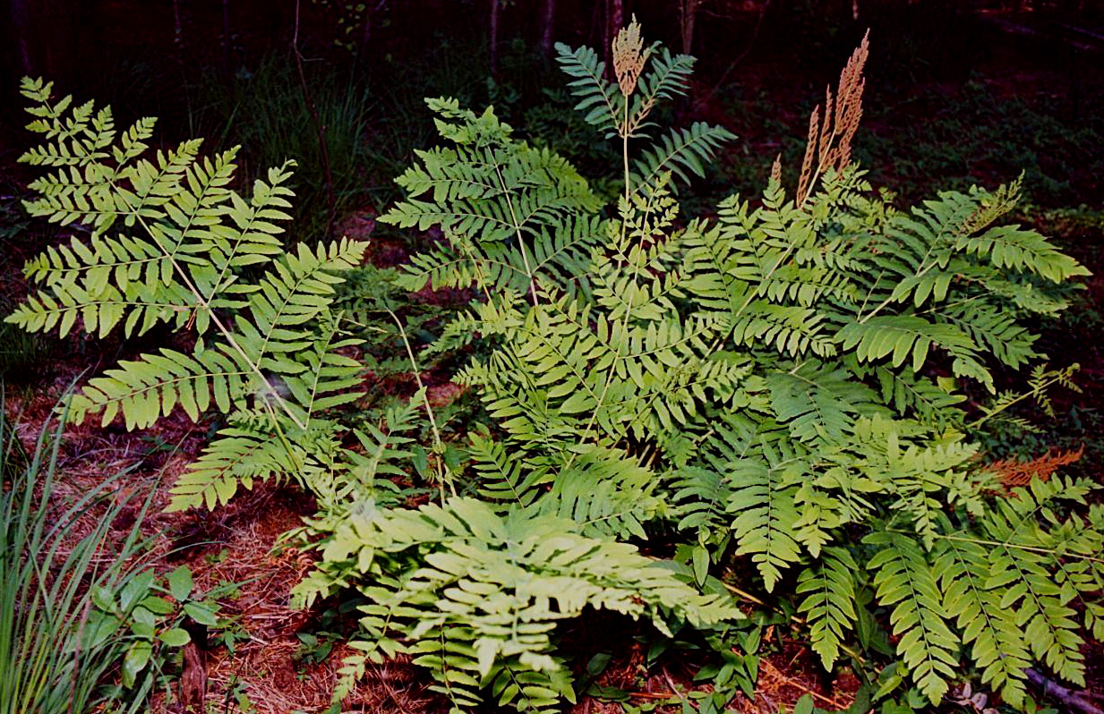 Fern - Osmunda regalis