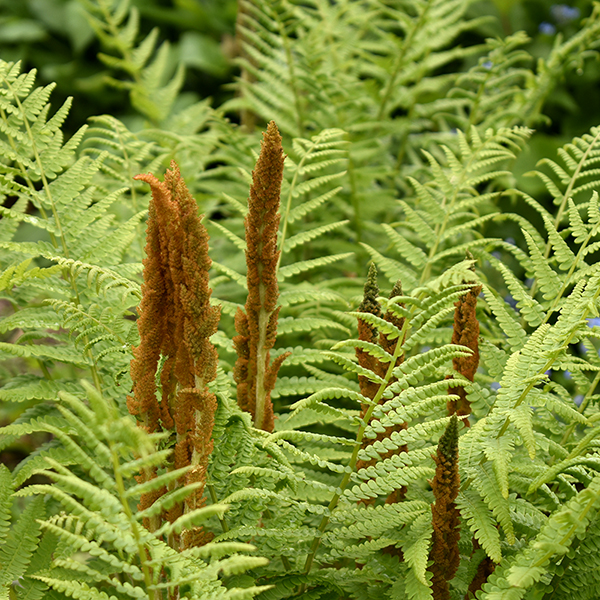 Osmunda cinnamomea