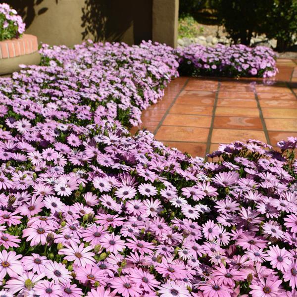 Osteospermum 'Akila Lavender Shades'