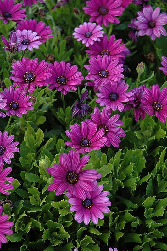 Osteospermum Akila Purple