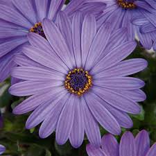 Denim Blue Osteospermum