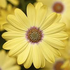Lemon Zest Osteospermum
