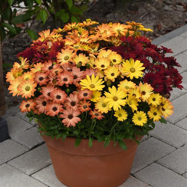 Osteospermum 'Akila Sunset Shades'