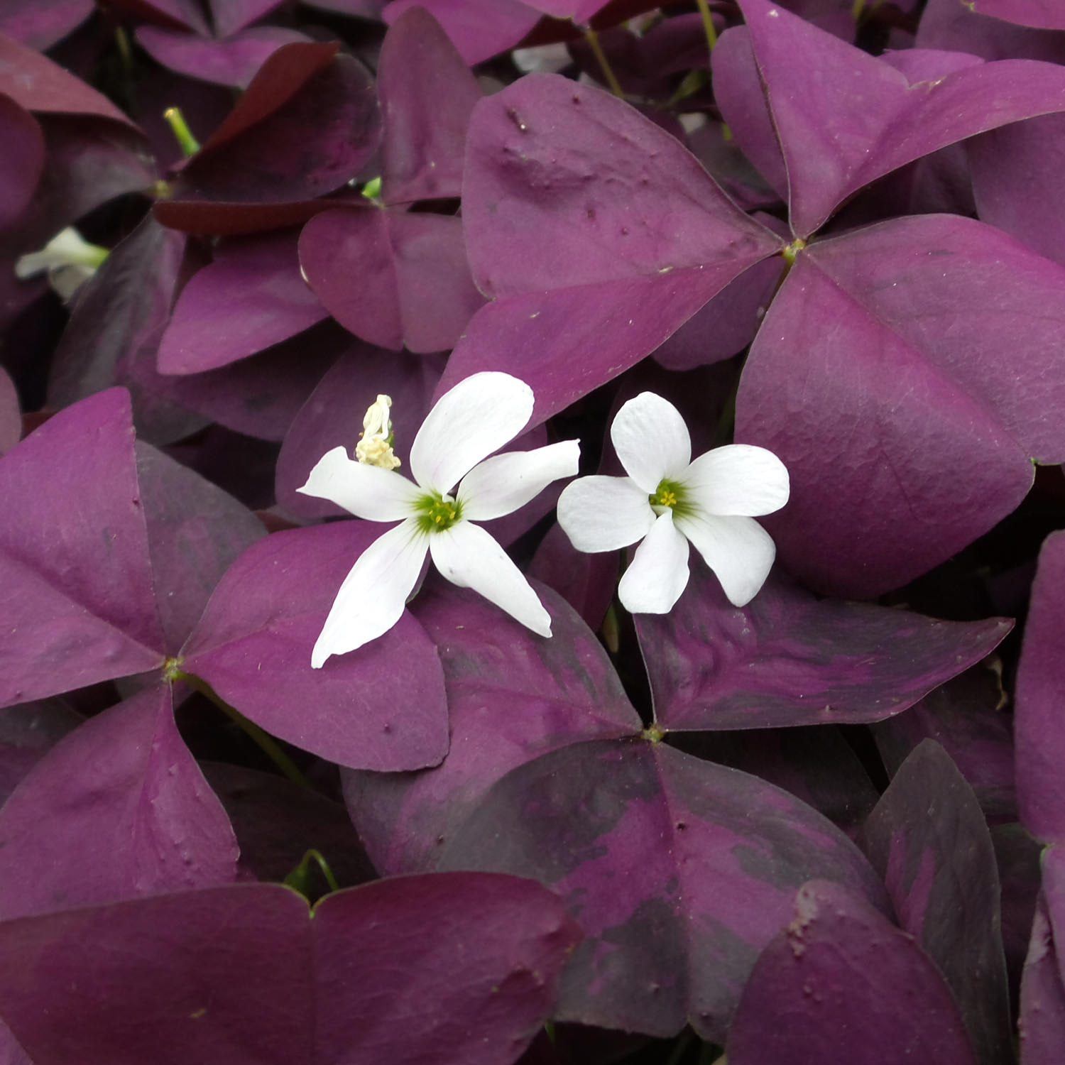 Oxalis 'Charmed Wine