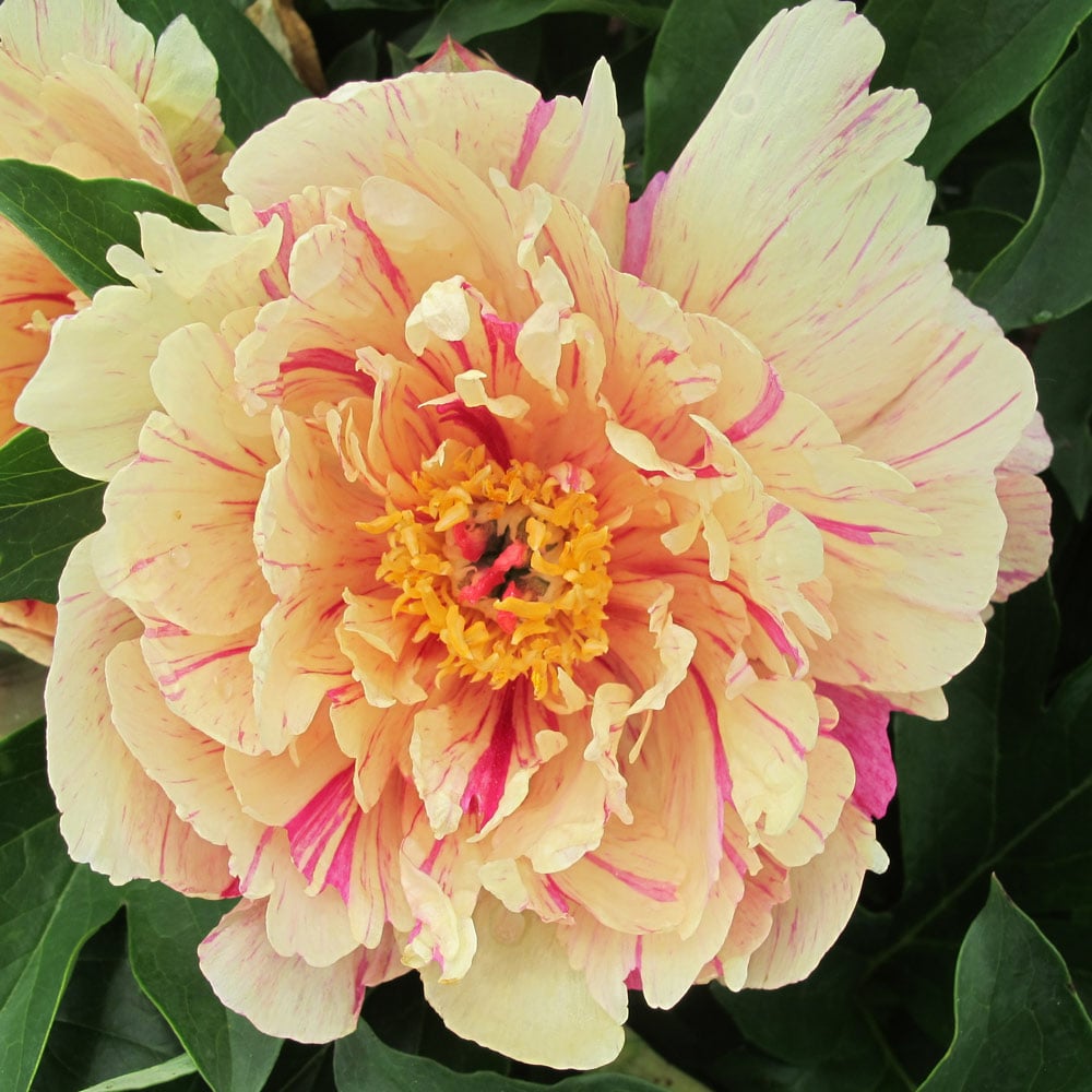 Paeonia Blueberry Lemonade