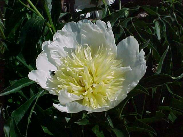 Paeonia 'Buttercup'