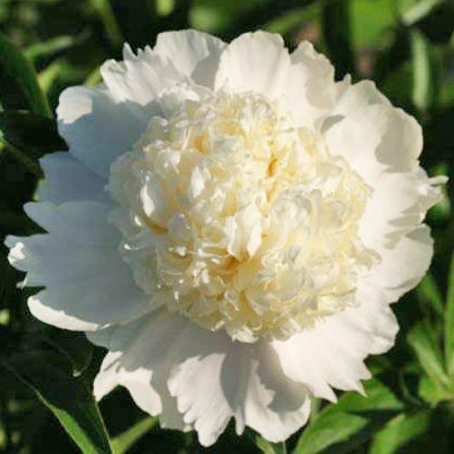Paeonia Charlie's White