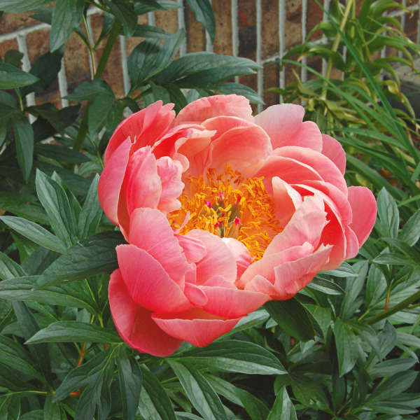 Paeonia 'Coral Sunset'