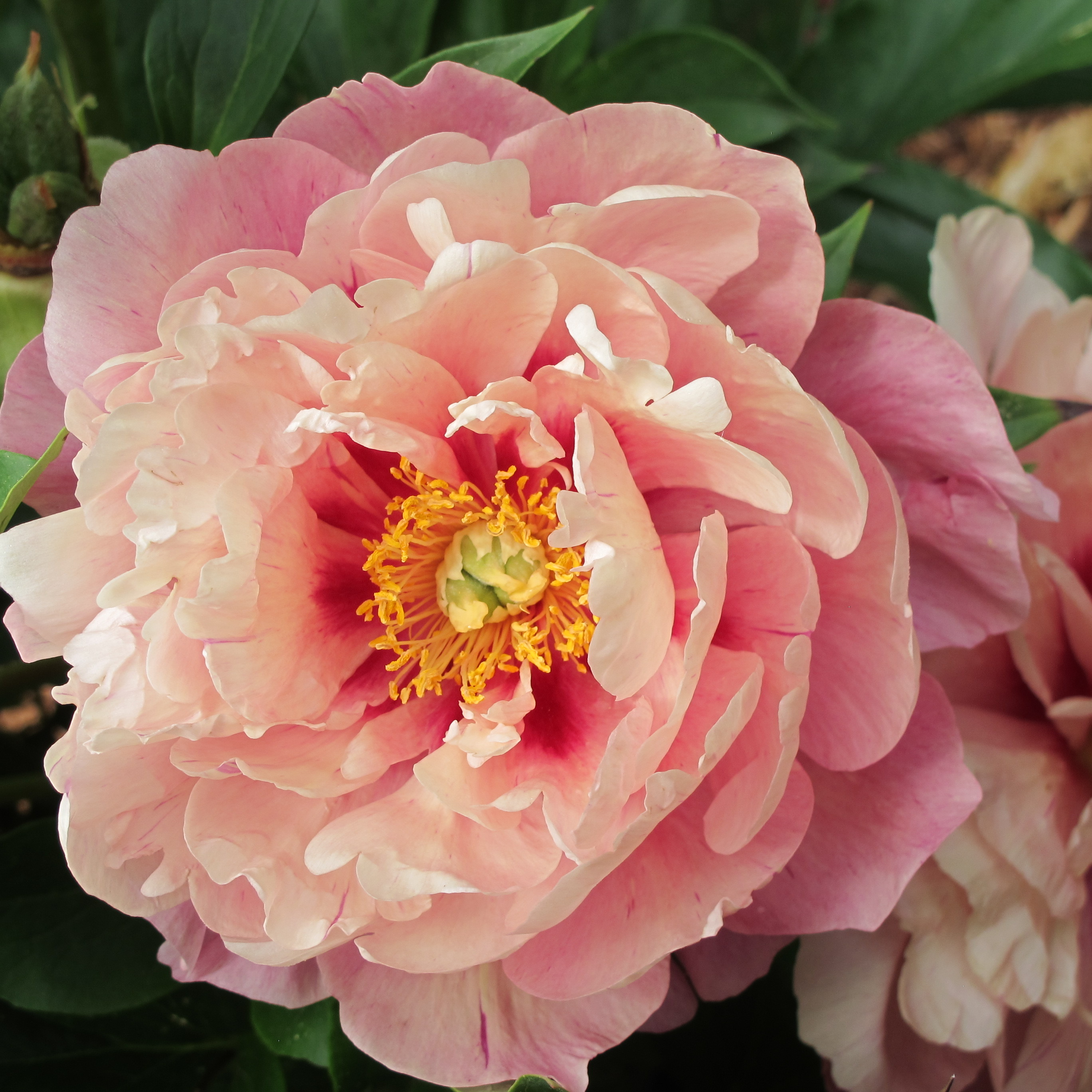 Paeonia Double Bubble Pink