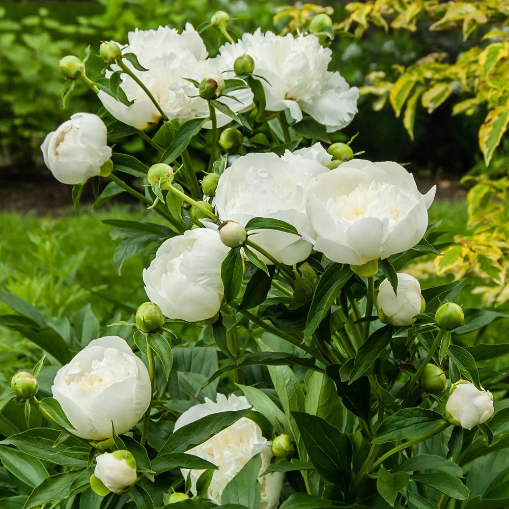 Paeonia l. 'Duchess de Nemours'