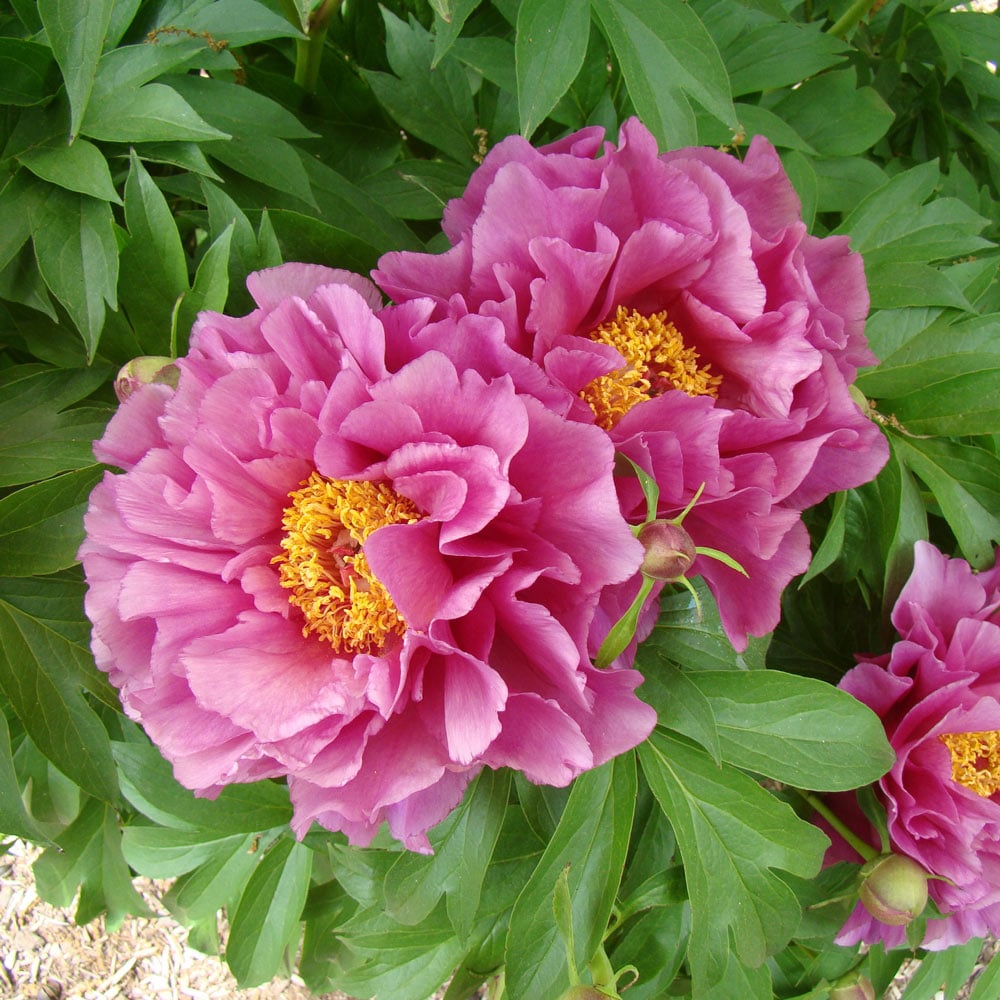 Paeonia Evie Jane