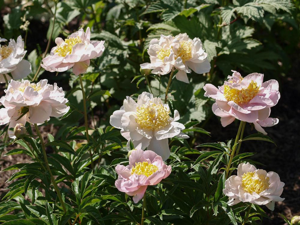 Paeonia 'Fairbanks'