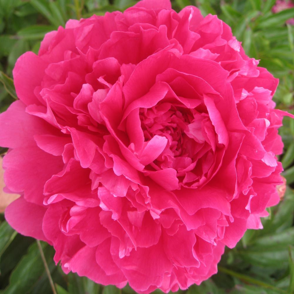 Paeonia Felix Supreme