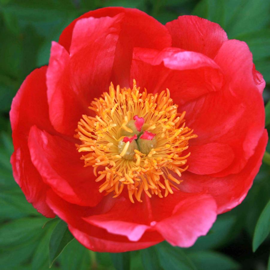 Paeonia 'Flame'