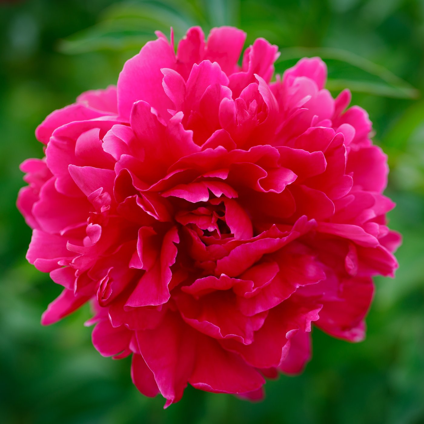 Paeonia 'Kansas'