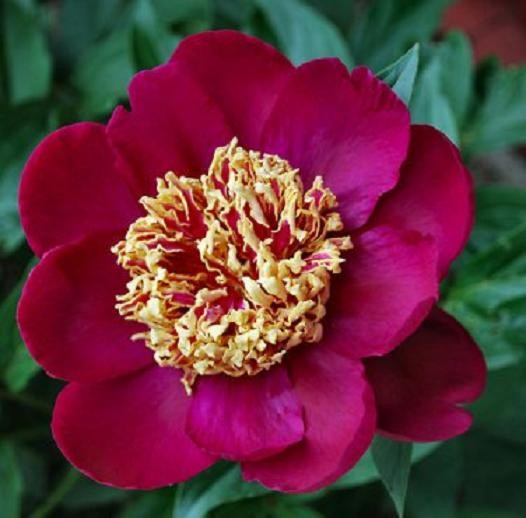 Paeonia 'Nippon Beauty'