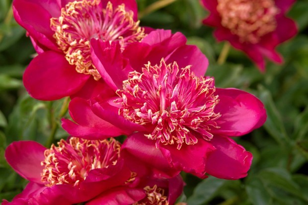 Paeonia 'Nippon Chief'