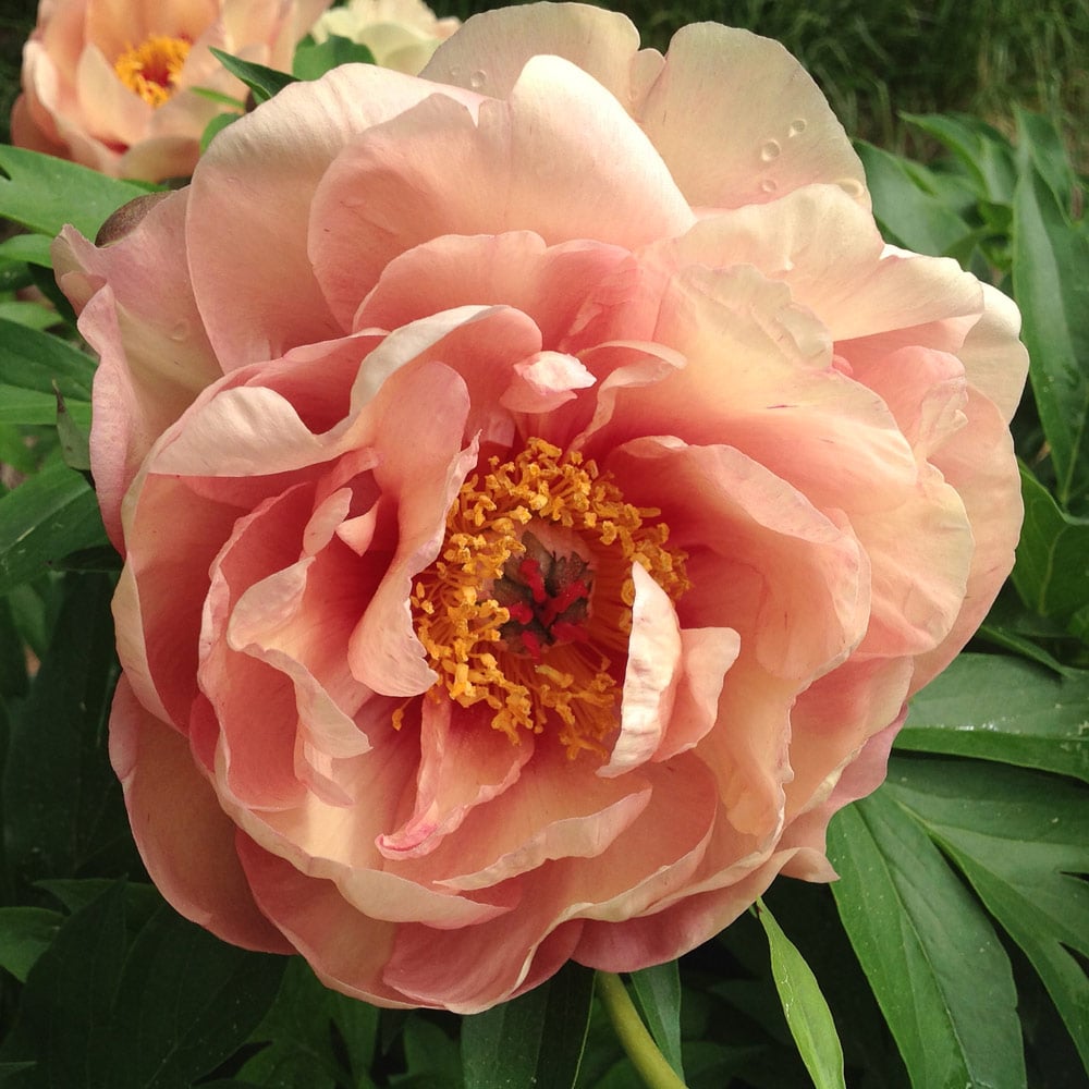 Paeonia ITOH Peach-A-Licious