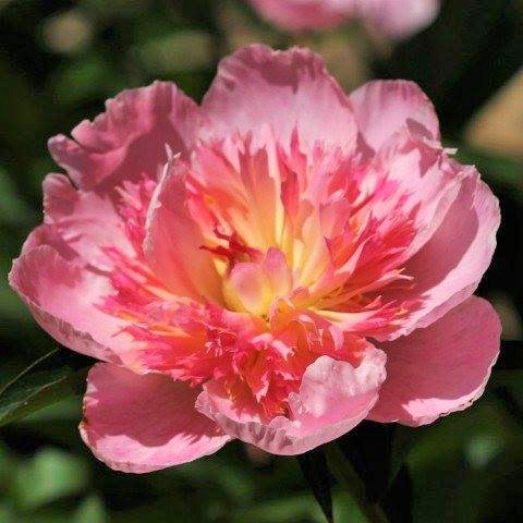 Paeonia 'Prairie Afire'
