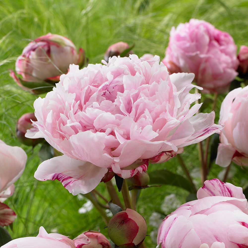 Paeonia 'Sarah Bernhardt'