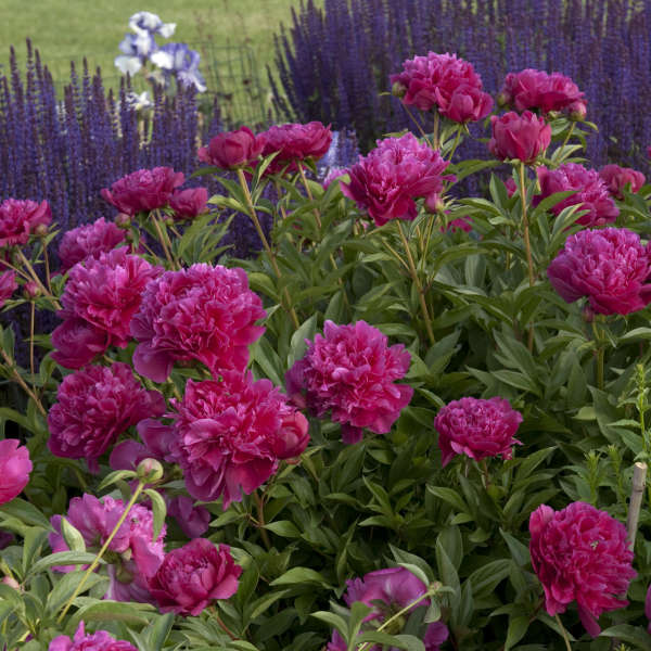 Paeonia 'Shawnee Chief'