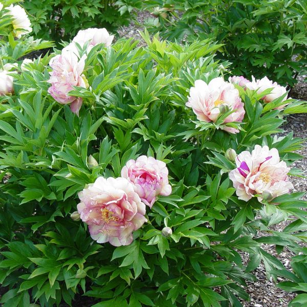 Paeonia Simply Scrumptious