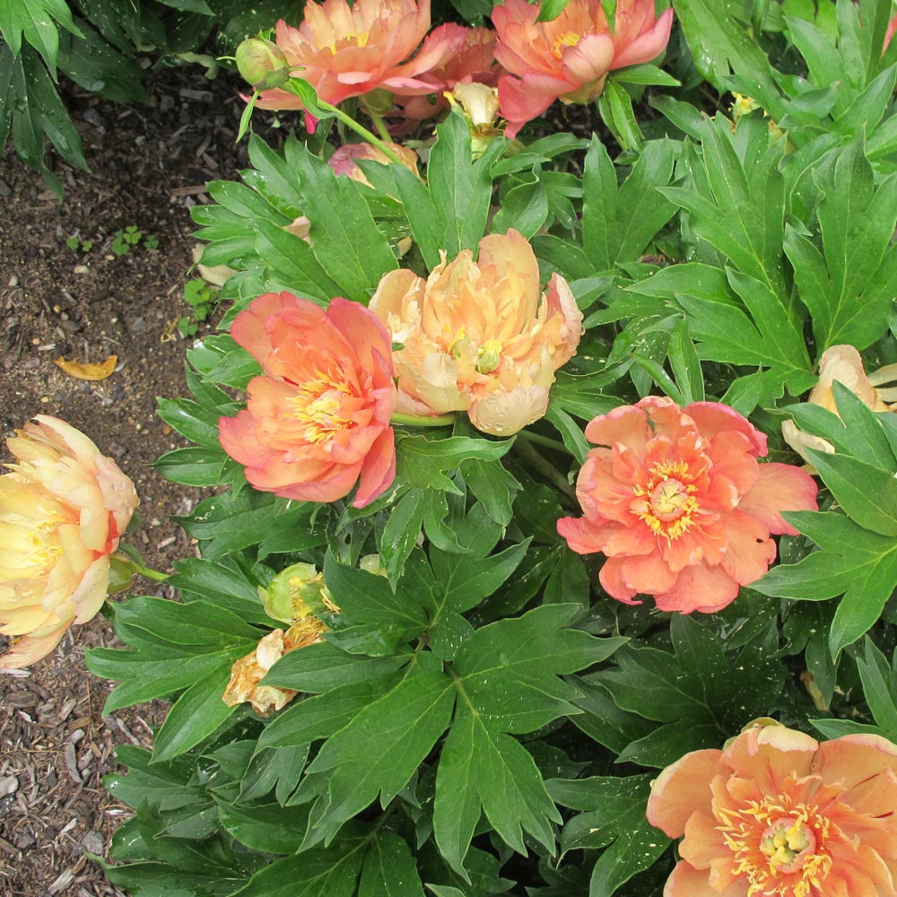 Paeonia Summer Sunset
