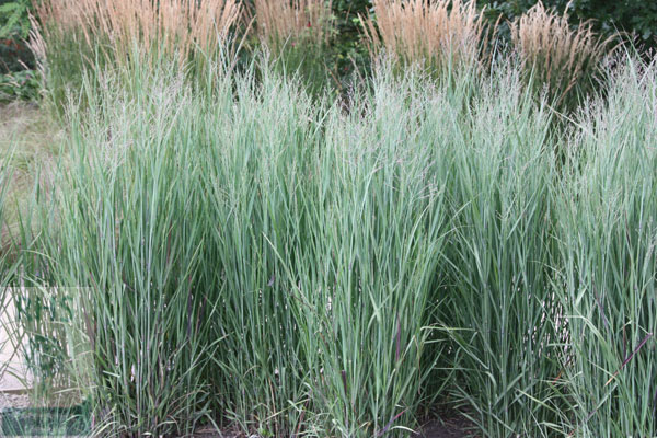 Panicum 'Heavy Metal'