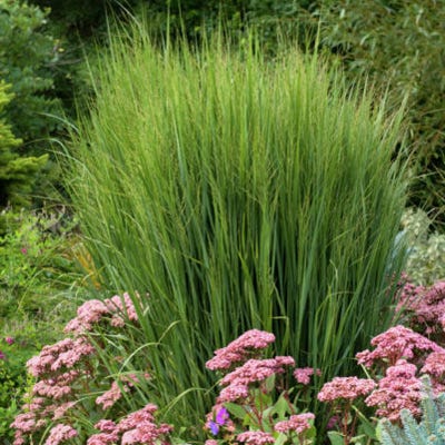 Panicum 'North Wind'