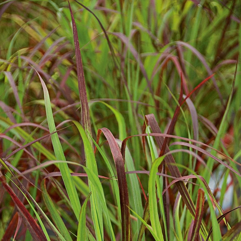 Grass - Panicum v. 'Ruby Ribbons'